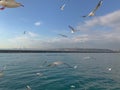 Seagulls flight maneuvers over the sea of Ã¢â¬â¹Ã¢â¬â¹bosphorus of istanbul Royalty Free Stock Photo